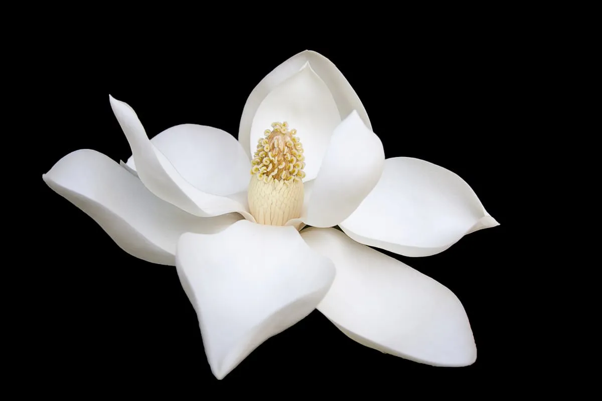 Novariquewhiteworks